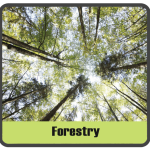 Sectors_Forestry